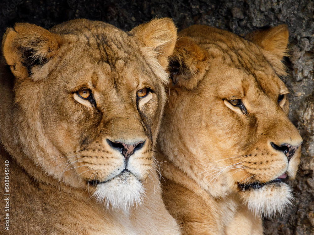 closeup portrait of Lionesses (Panthera Leo) closeup portrait of Lionesses (Panthera Leo)