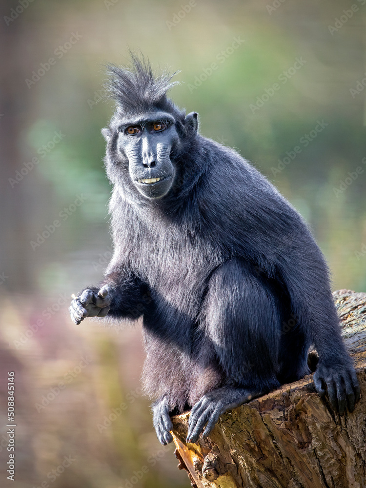 Obraz premium A Crested macaque (Macaca Nigra)