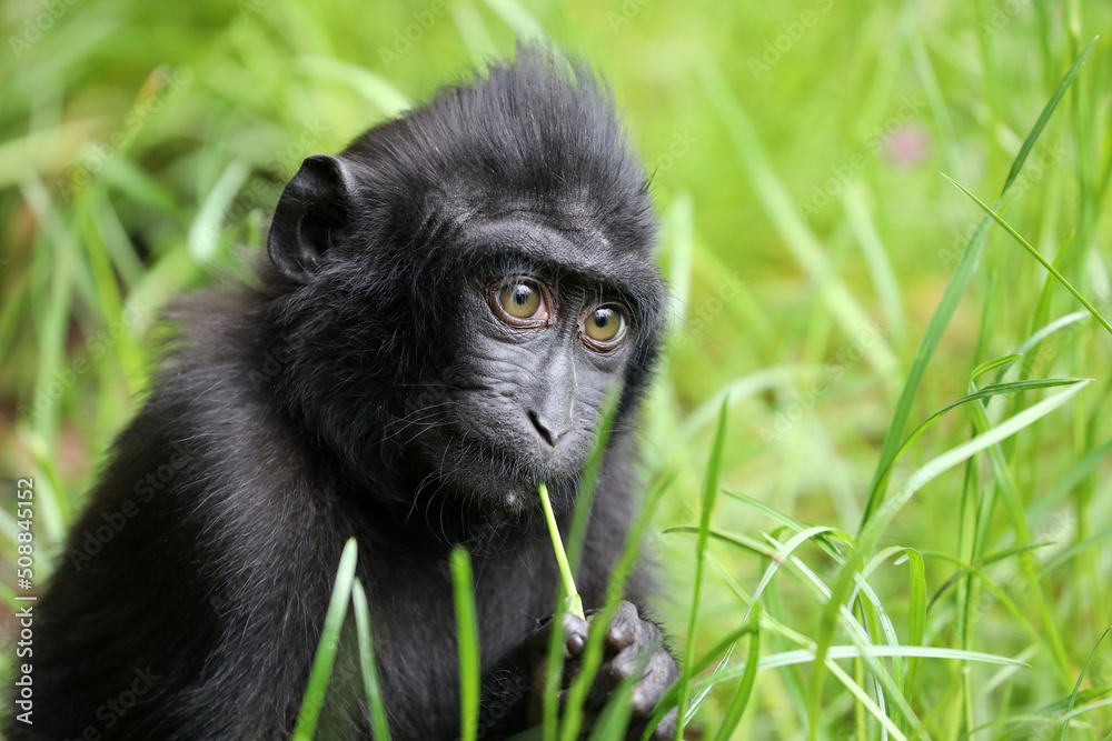Obraz premium A Crested macaque (Macaca Nigra)