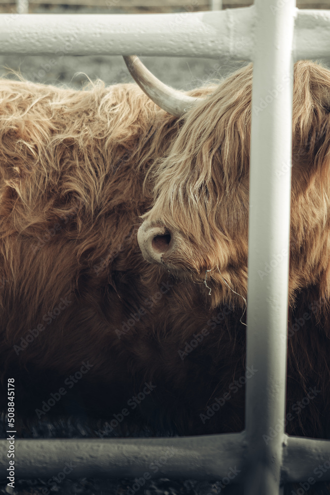 Krowa szkocka, szkocka rasa wyżynna - obrazy, fototapety, plakaty 