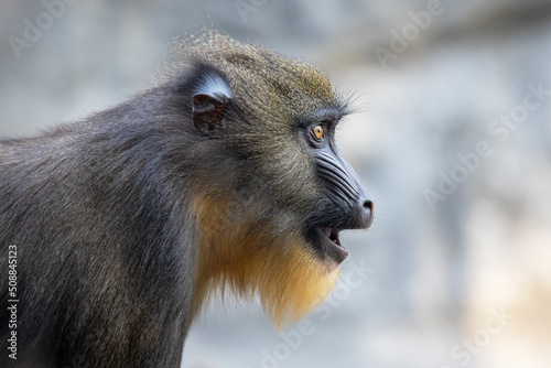 Close up view of a mandrill (Mandrillus sphinx)