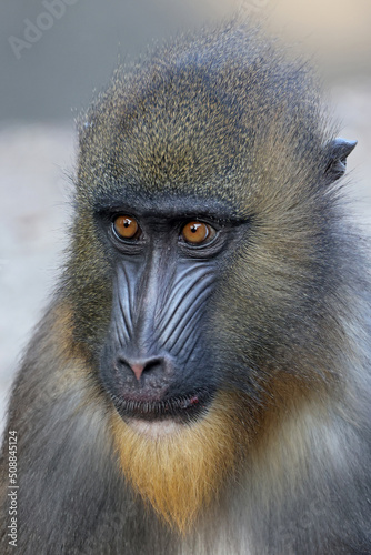 Close up view of a mandrill (Mandrillus sphinx)