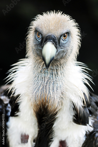 A griffon vulture (Gyps fulvus)