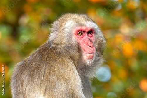 Close up portrait of japanese macaque (Macaca fuscata) © Edwin Butter