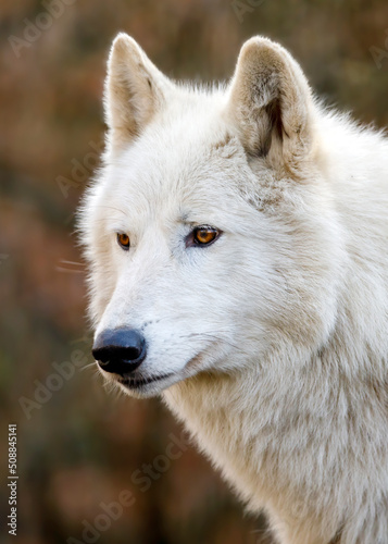 A Hudson Bay wolf (Canis lupus hudsonicus)