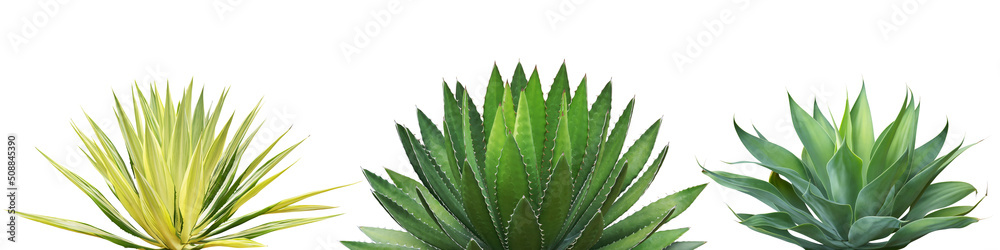 Set of Agave Desert Plants Isolated on White Background with Cli Set of Agave Desert Plants Isolated on White Background with Cli