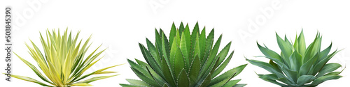 Set of Agave Desert Plants Isolated on White Background with Cli
