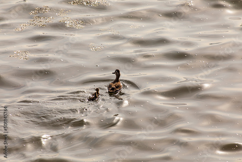 a swimming duck and a duckling