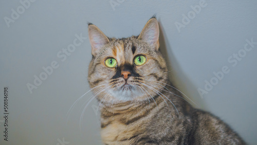 the cat climbed a very high place and looks very pleased, view from below © Dmitriy Popov