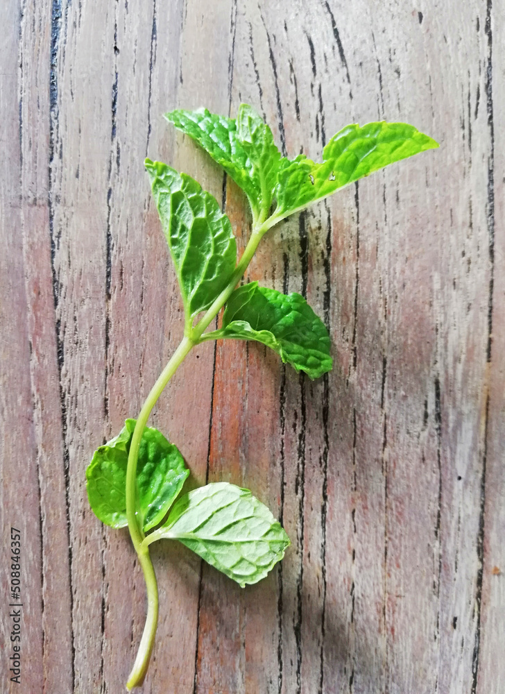Mint leaves,placed on brown wooden background Mint leaves,placed on brown wooden background