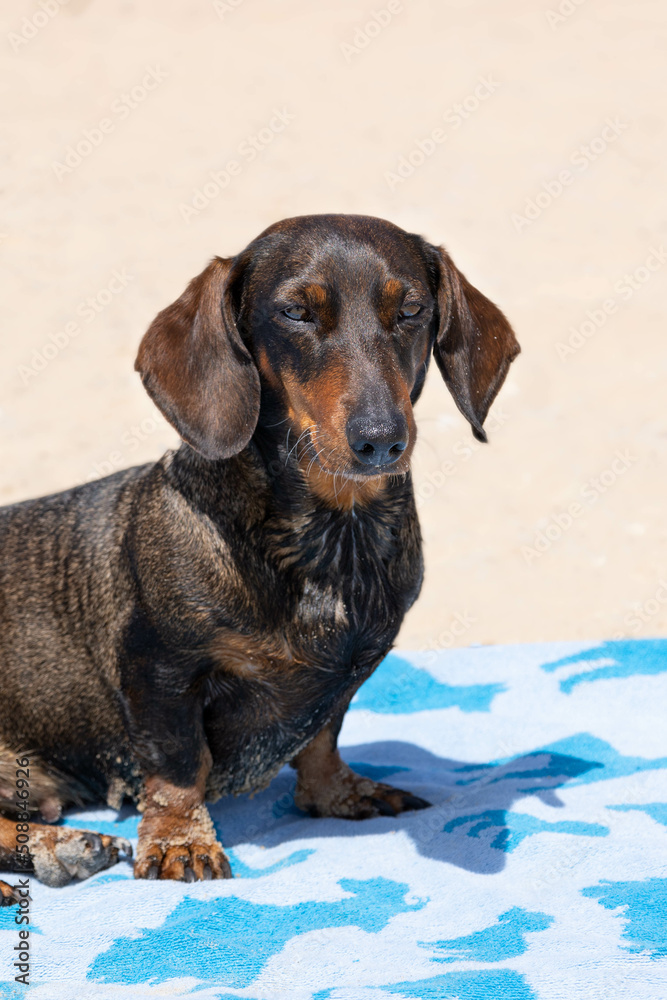 Funny black and brown teckel lying in a blue towel in the sand	 in the beach in Cadiz, Spain