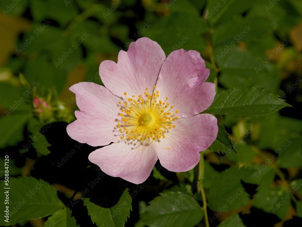 pink flowers of wild rose bush Rosa canina close up pink flowers of wild rose bush Rosa canina close up