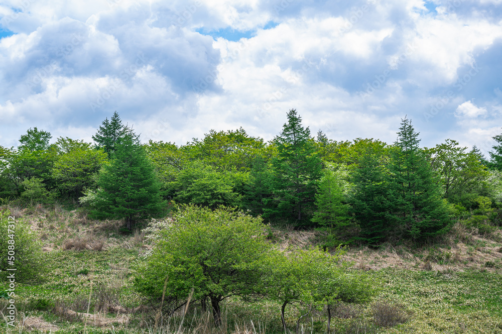 Fototapeta premium 新緑の高ボッチ高原