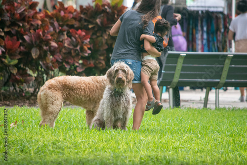 person walking dog