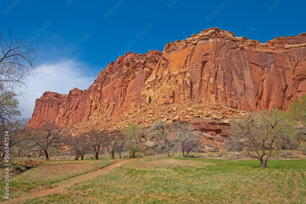 Fototapeta premium Fruit Trees in a Valley Below Red Rock Cliffs