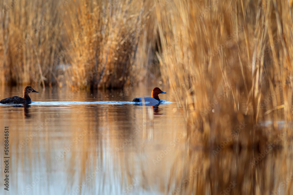 Swiming duck. Common Pochard. (Aythya ferina). Nature background. 