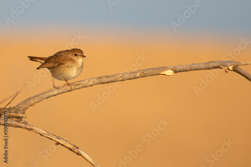 Cute little bird. Common Nightingale. (Luscinia megarhynchos). Nature background. photo