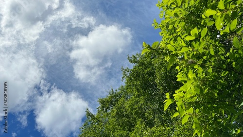 Summersky with trees.