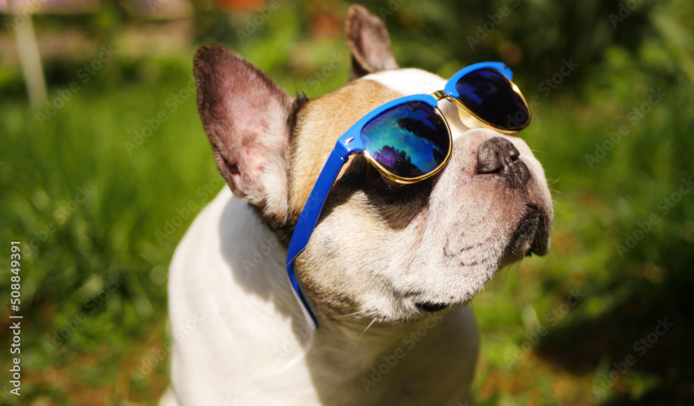 French Bulldog in sunglasses outdoor. Summer vacation. Stylish pet outfit French Bulldog in sunglasses outdoor. Summer vacation. Stylish pet outfit