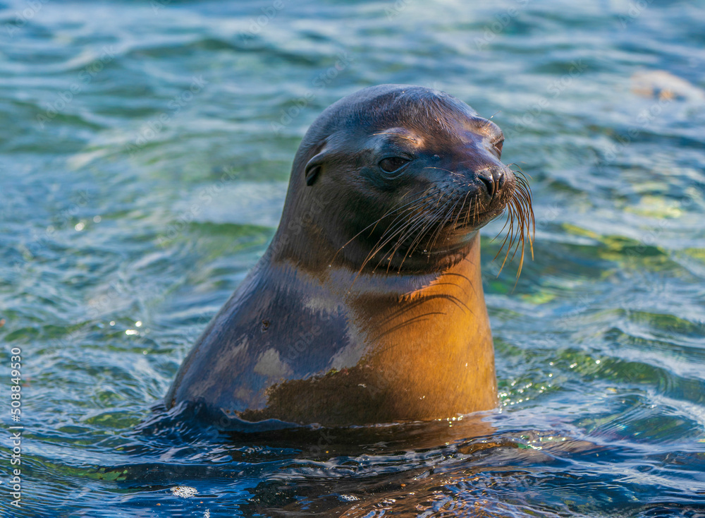 Obraz premium Galapagos sea lion in the sea