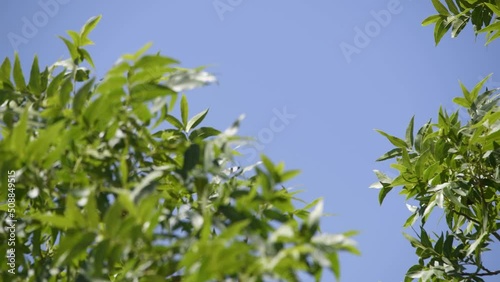 Tree Leaves Waving in Wind Peaceful Serene Meditation Birds Chirping