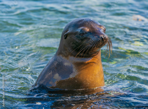 Galapagos sea lion in the sea