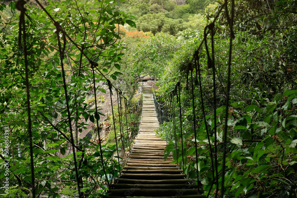 Suspension bridge between the Atlantic Forest in Rio de Janeiro