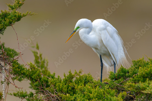 A beautiful bird, the great white egret on the tree top. White bird in nature forest habitat, Wildlife scene from nature. Green leaves. Blurred golden light background. Aigrettes 