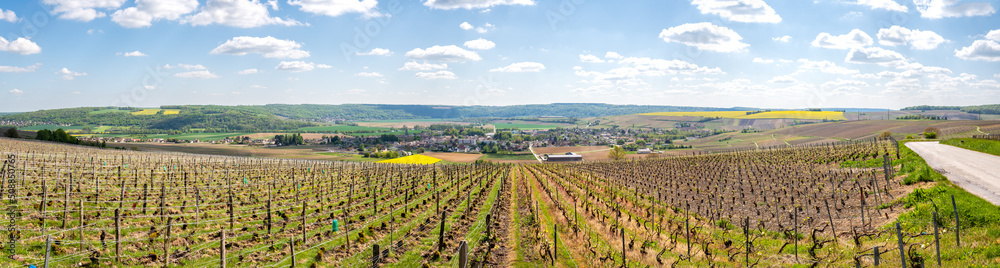 vineyard of Champagne vineyard of Champagne