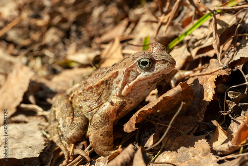 brown frog in dry leaves