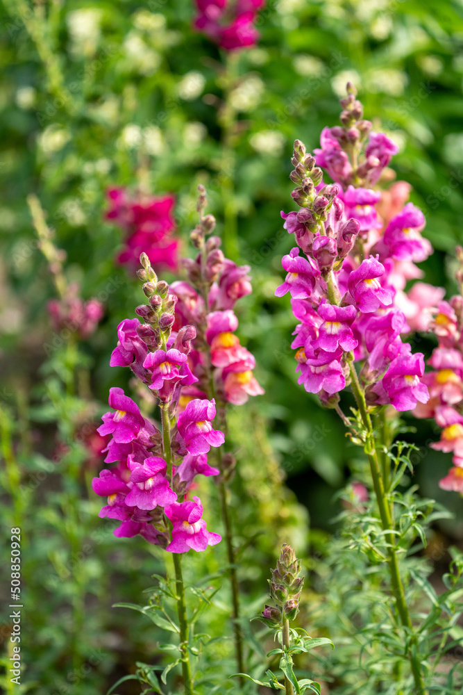 flowers in the garden