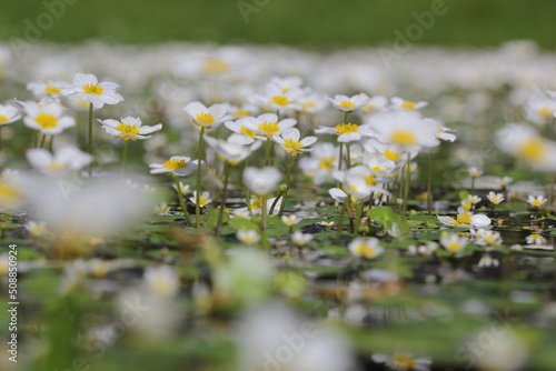 Fototapeta Naklejka Na Ścianę i Meble -  the common water-crowfoot or white water-crowfoot (Ranunculus aquatilis) fully flowering on the water surface