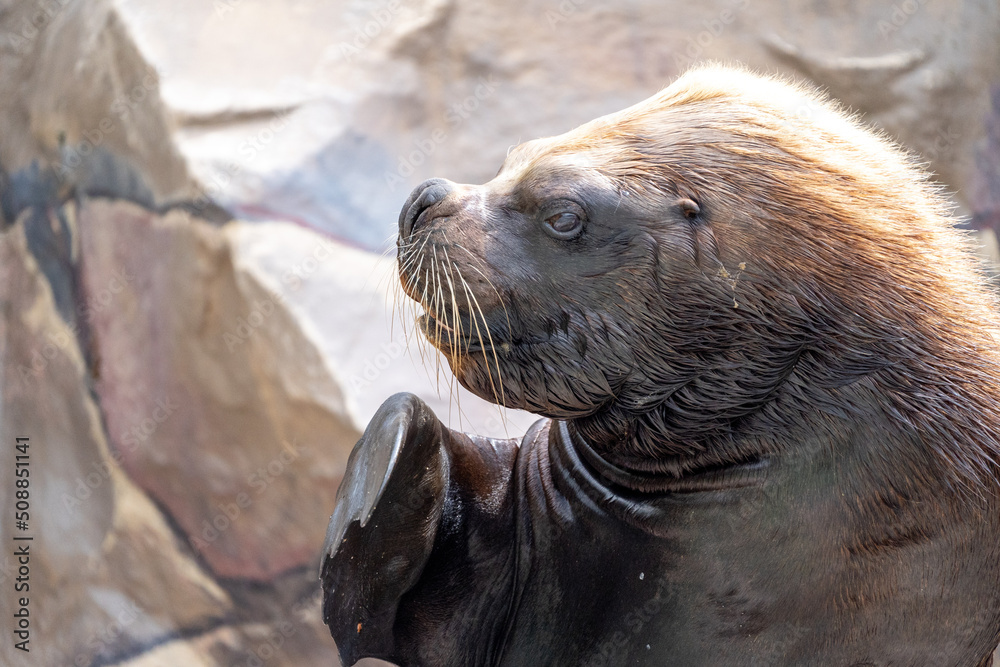 Fototapeta premium sea lion in the zoo