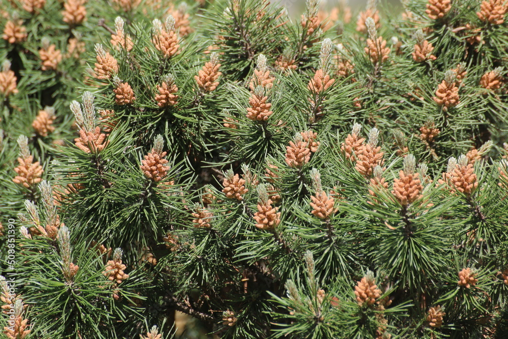 Fototapeta premium green pine needles