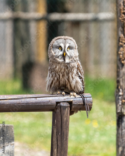 lapland owl 