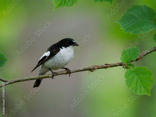 Pied flycatcher, Ficedula hypoleuca