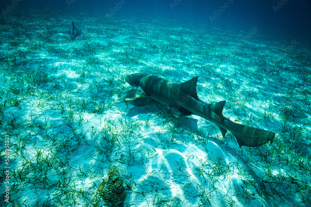 Fototapeta premium ominous but friendly