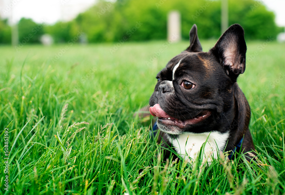 French bulldog lies on a background of blurred grass. He licks his snout with his tongue