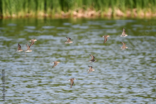A flock of Semipalmated sandpipers in flight over wetlands