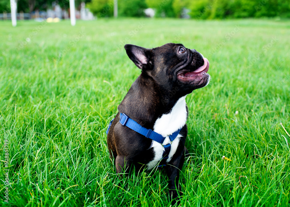 French bulldog on a background of blurred green grass. It is dark in color