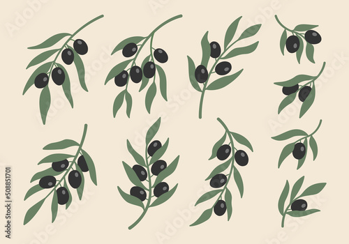 Collection of abstract boho minimalist black olive branches. Botanical plants in pastel colors.