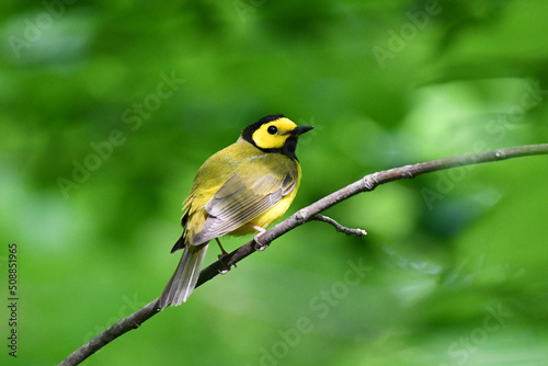 Hooded warbler sits perched on a branch in the forest