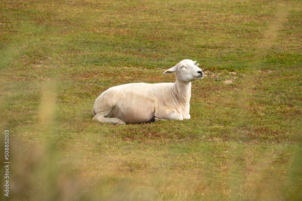 One smiling happy sheep in the meadow