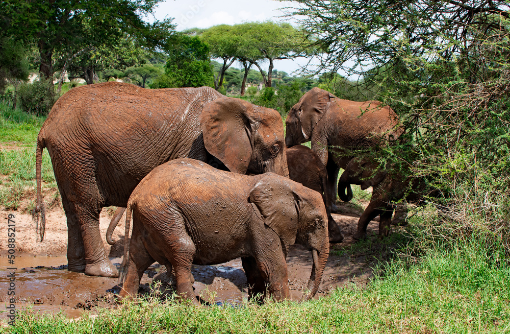 Elephant family in Tarangire National Park