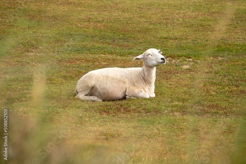 Fototapeta Naklejka Na Ścianę i Meble -  One smiling happy sheep in the meadow