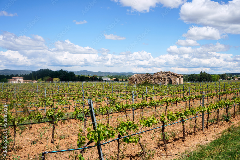 Vignobles en Provence au printemps, ancienne maison au milieux, ciel bleu avec de beaux nuages. 