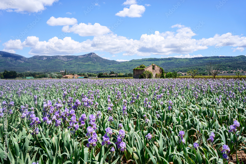 Champ d'iris en Provence. Photo de jour, ciel bleu avec de beaux nuages.