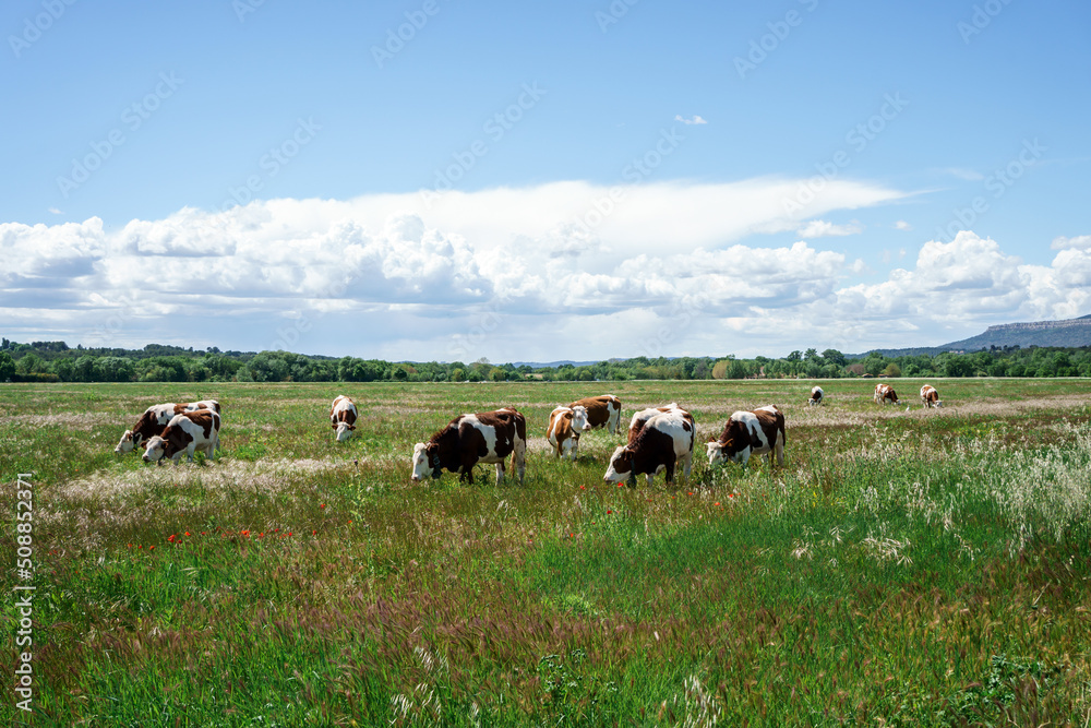 Les vaches en pâturage. Printemps, ciel bleu avec de beaux nuages.