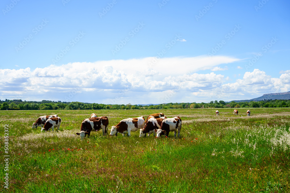 Les vaches en pâturage. Printemps, ciel bleu avec de beaux nuages.