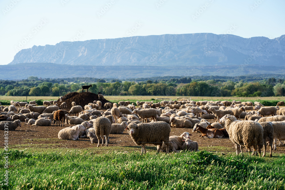 Troupeau de moutons et chèvres en pâturage, Provence, France, Montagne Sainte Victoire en arrière plan.